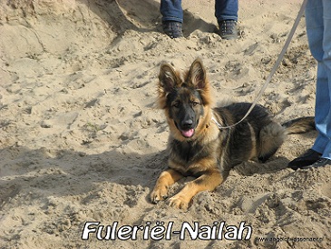 Nailah tijdens de Dogtouch training